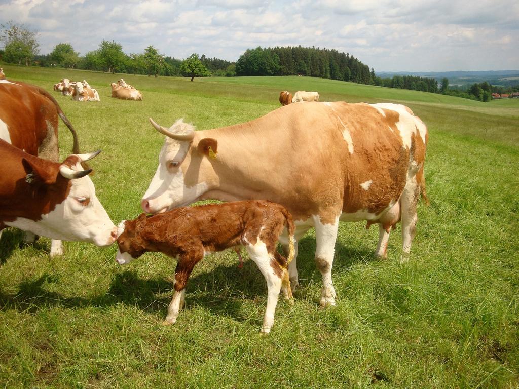 Baby- Und Kinderhof Aicherbauer Seeham Exteriör bild