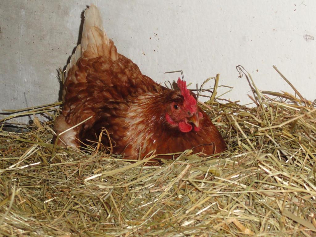Baby- Und Kinderhof Aicherbauer Seeham Exteriör bild