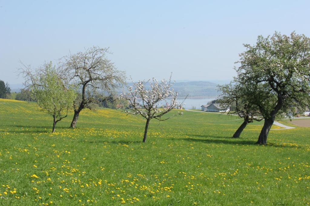 Baby- Und Kinderhof Aicherbauer Seeham Exteriör bild